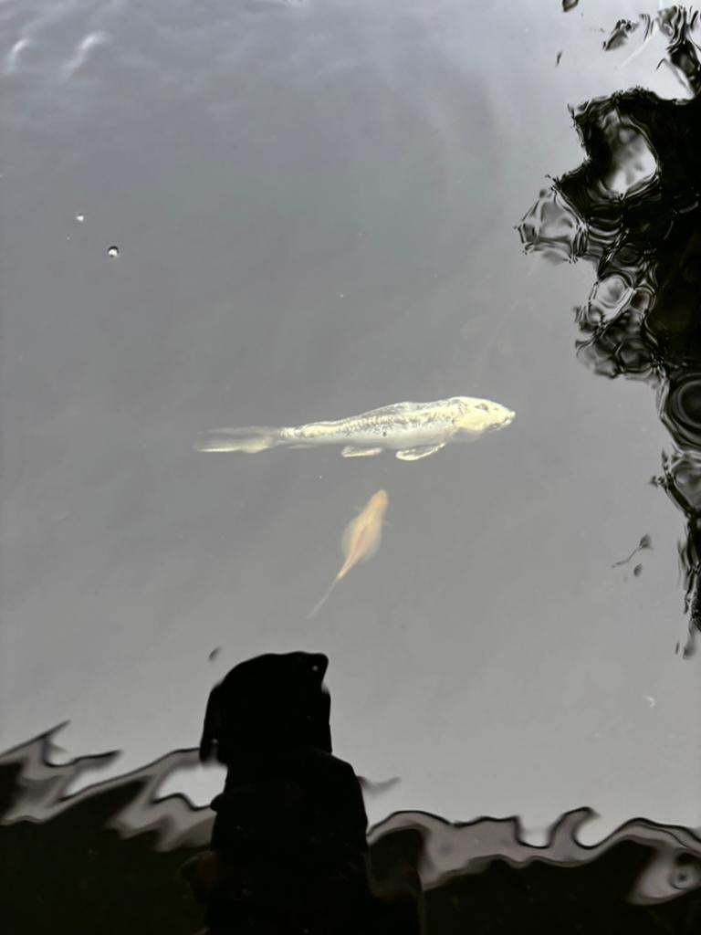 Koi karper 25 cm, Dieren en Toebehoren, Karper of Koi