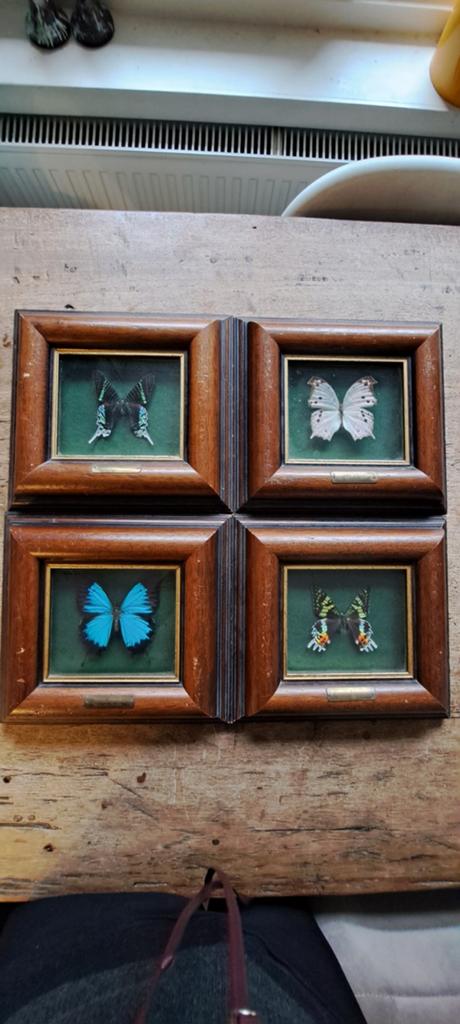 Vintage Vlindercollectie in Vitrines - 4 Stuks, Ophalen of Verzenden