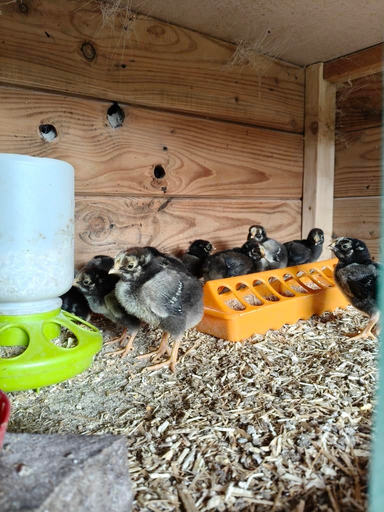 Kuikens Jersey Giant en Wyandotte groot zilverzwart gezoomd, Dieren en Toebehoren, Geslacht onbekend, Kip