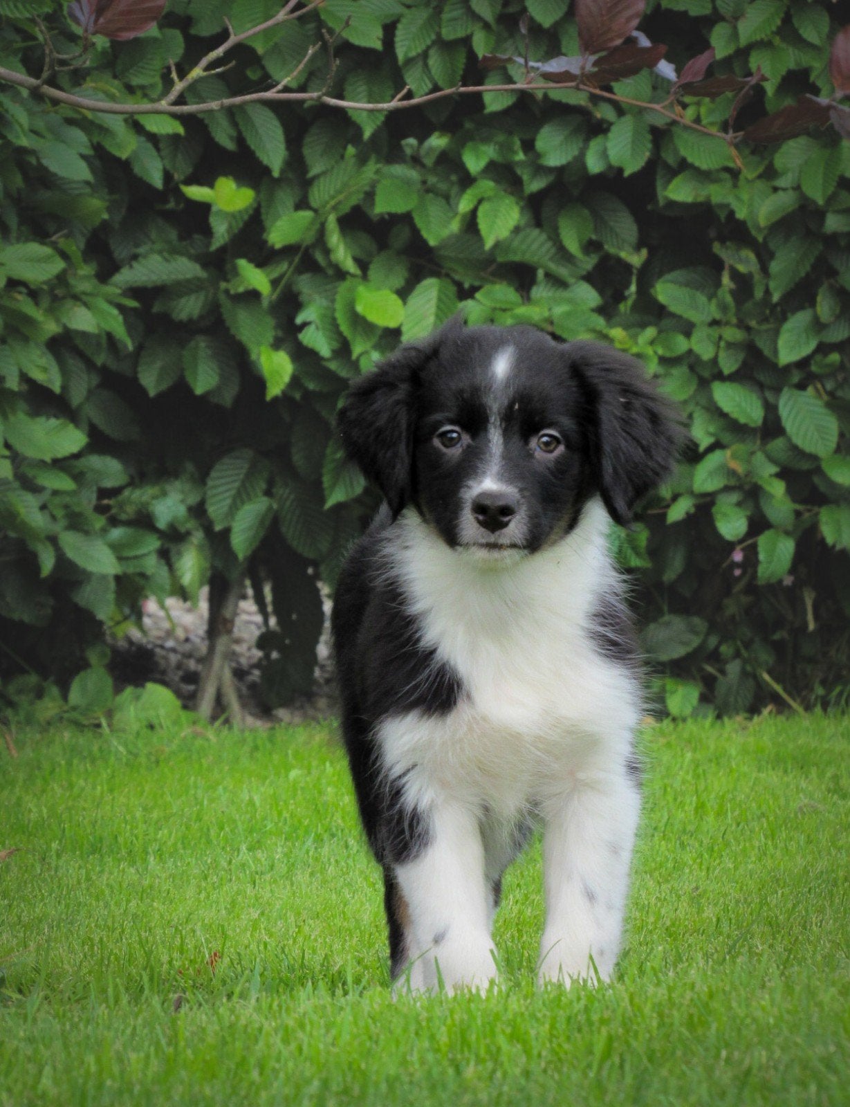 Lieve friese stabij x kooiker pups mogen het nestje verlaten, Parvo, Overige rassen, 8 tot 15 weken, Meerdere