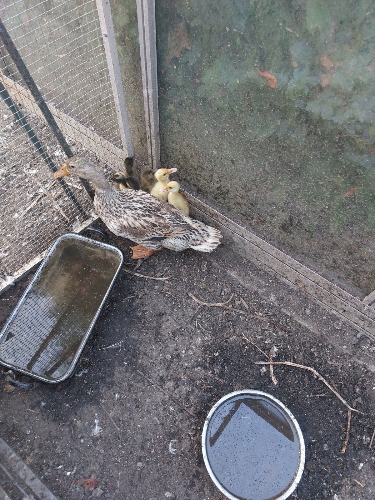 Loopeendkuikentjes., Dieren en Toebehoren, Pluimvee, Geslacht onbekend, Kip