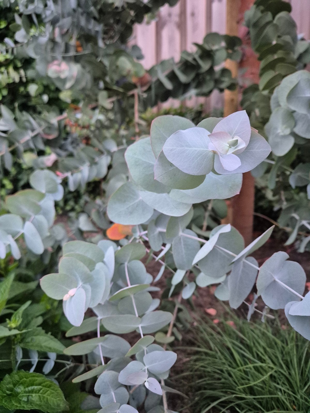 8 Verse eucalyptus takken, Ophalen
