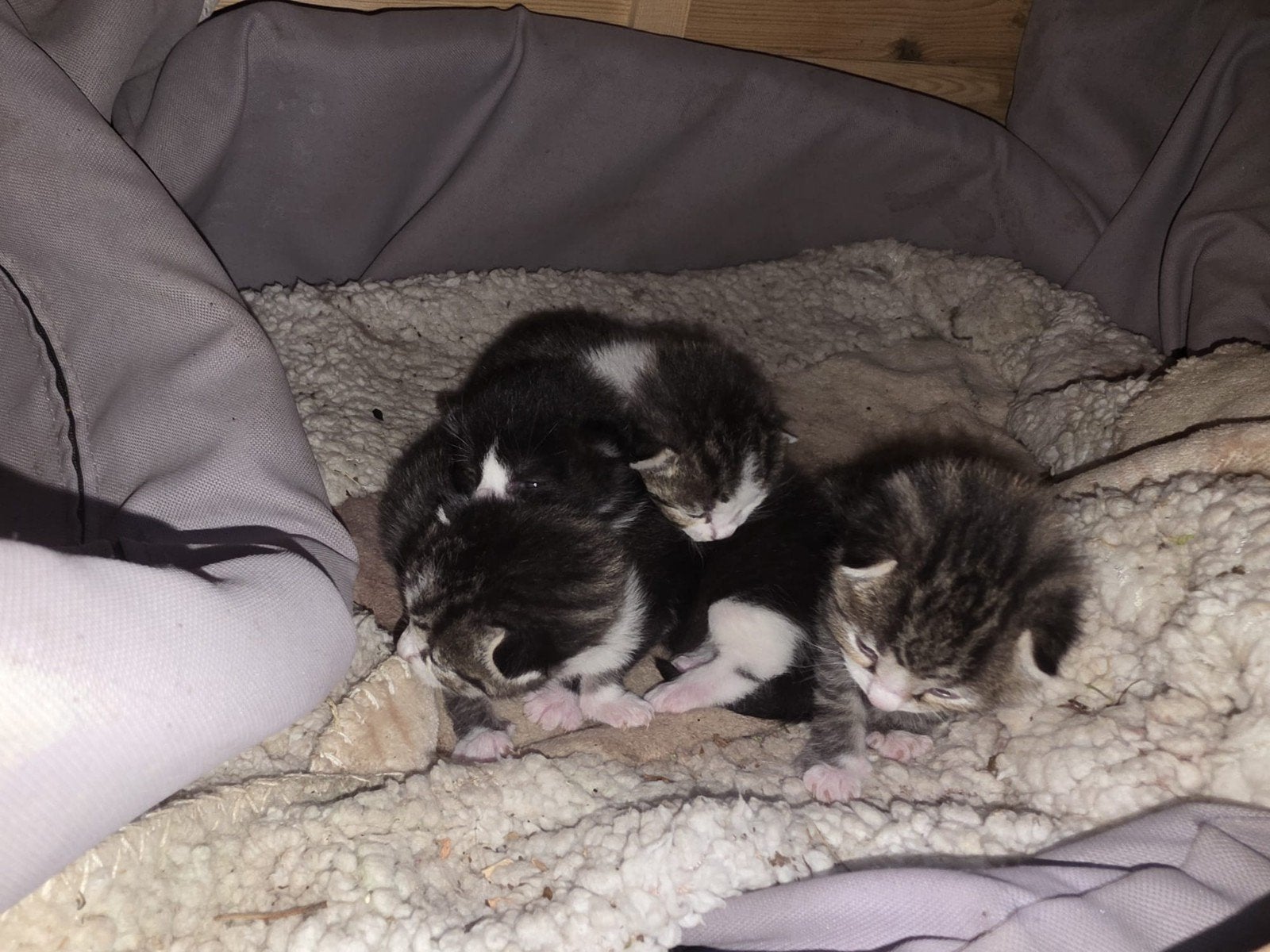 kittens maine coon x Britse korthaar, Dieren en Toebehoren, Katten en Kittens | Overige Katten, Meerdere dieren, Langharig, 0 tot 2 jaar
