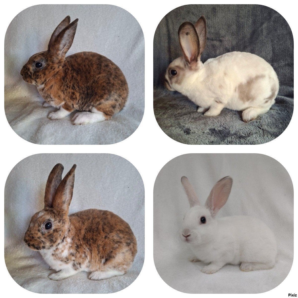 Rex konijn jonge prachtige kleinrex/minirex volledig ingeent, Meerdere dieren
