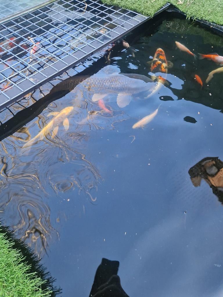 Complete vijver, Dieren en Toebehoren, Vissen | Vijvervissen, Karper of Koi