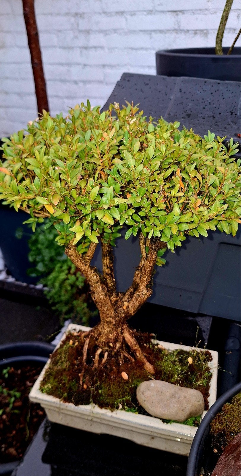 Bonsai Boompje - Buxus sempervirens, Tuin en Terras, Planten | Tuinplanten, Ophalen of Verzenden, Bloeit niet, Overige soorten