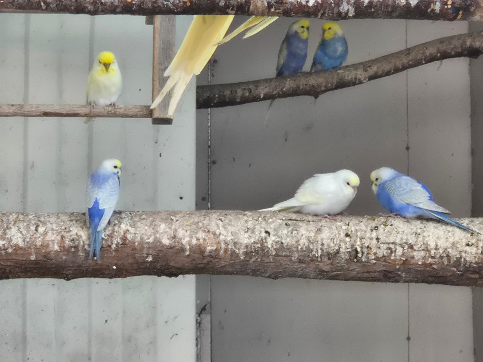 Jonge regenboog grasparkieten, Meerdere dieren, Parkiet