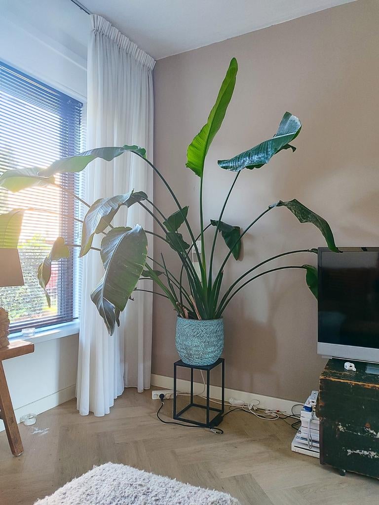 Grote Strelitzia Nicolai (Paradijsvogelplant), Huis en Inrichting, Kamerplanten, Ophalen, 200 cm of meer, Overige soorten, In pot