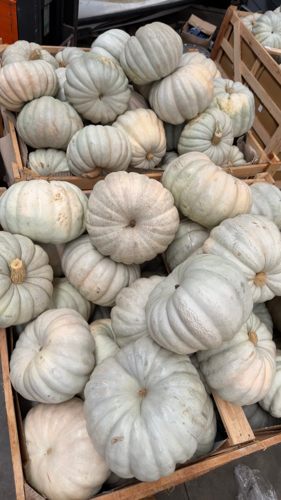 Turkse Balkabağı Kust Pompoenen -ca. 10 kg halloween, Hobby en Vrije tijd, Ophalen, Halloween of Griezel