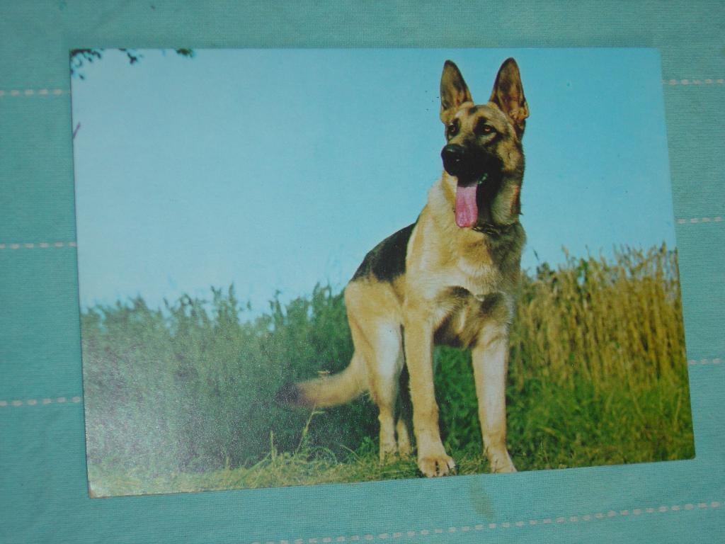 20) Kleuren ansichtkaart  Hond, Ophalen of Verzenden, 1980 tot heden, Gelopen, Hond of Kat