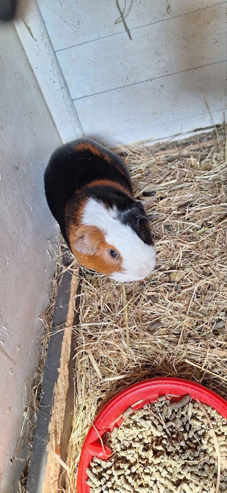 Te koop cavia, Dieren en Toebehoren, Knaagdieren, April, Mannelijk, Cavia