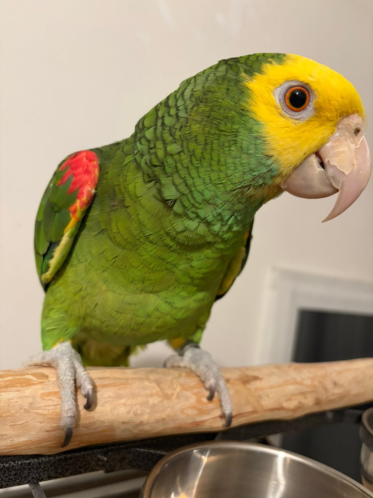Tamme dubbele geelkop Amazone (Oratrix) 2023, Dieren en Toebehoren, Mannelijk, Papegaai, Pratend