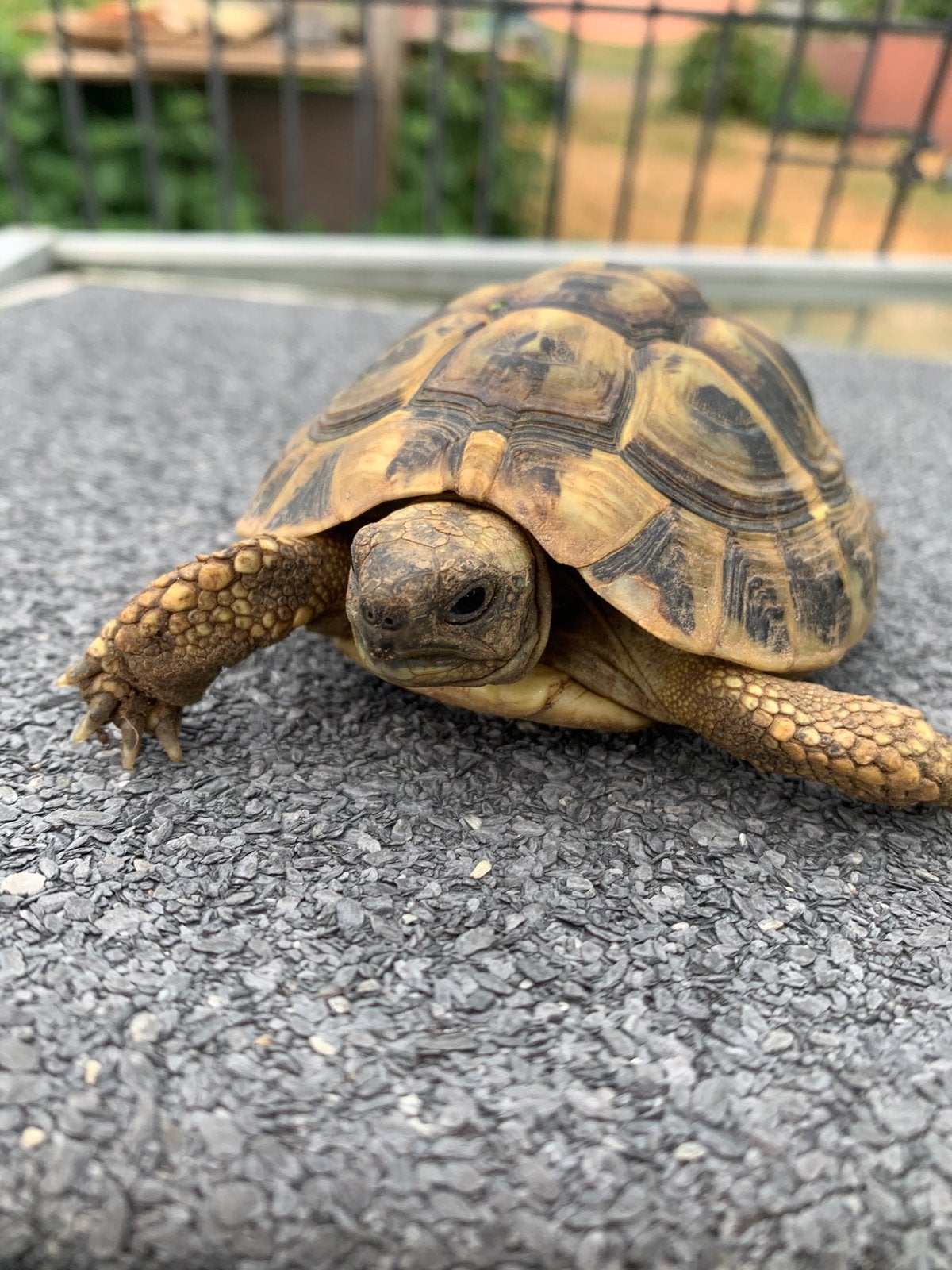 Griekse landschildpad - Testudo Hermanni Boetgerie, Dieren en Toebehoren, Schildpad