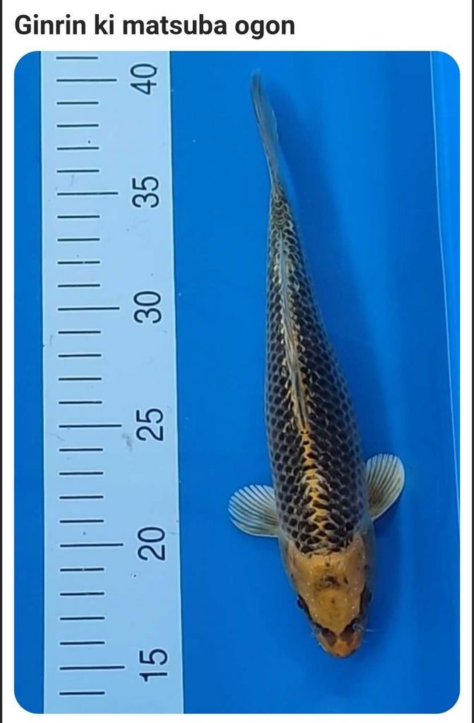 Japanse koi Ginrin ki Matsuba Ogon 30 cm, Karper of Koi