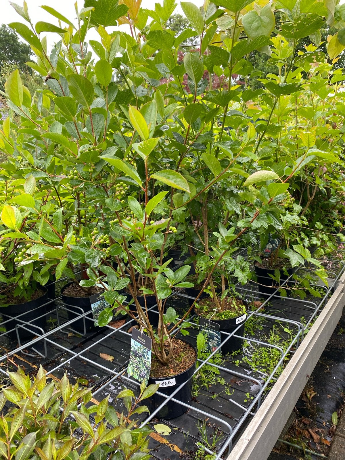 Aronia prunifolia 'Nero' - Appelbes met gezonde bessen, Ophalen, Volle zon, Vaste plant, Fruitplanten
