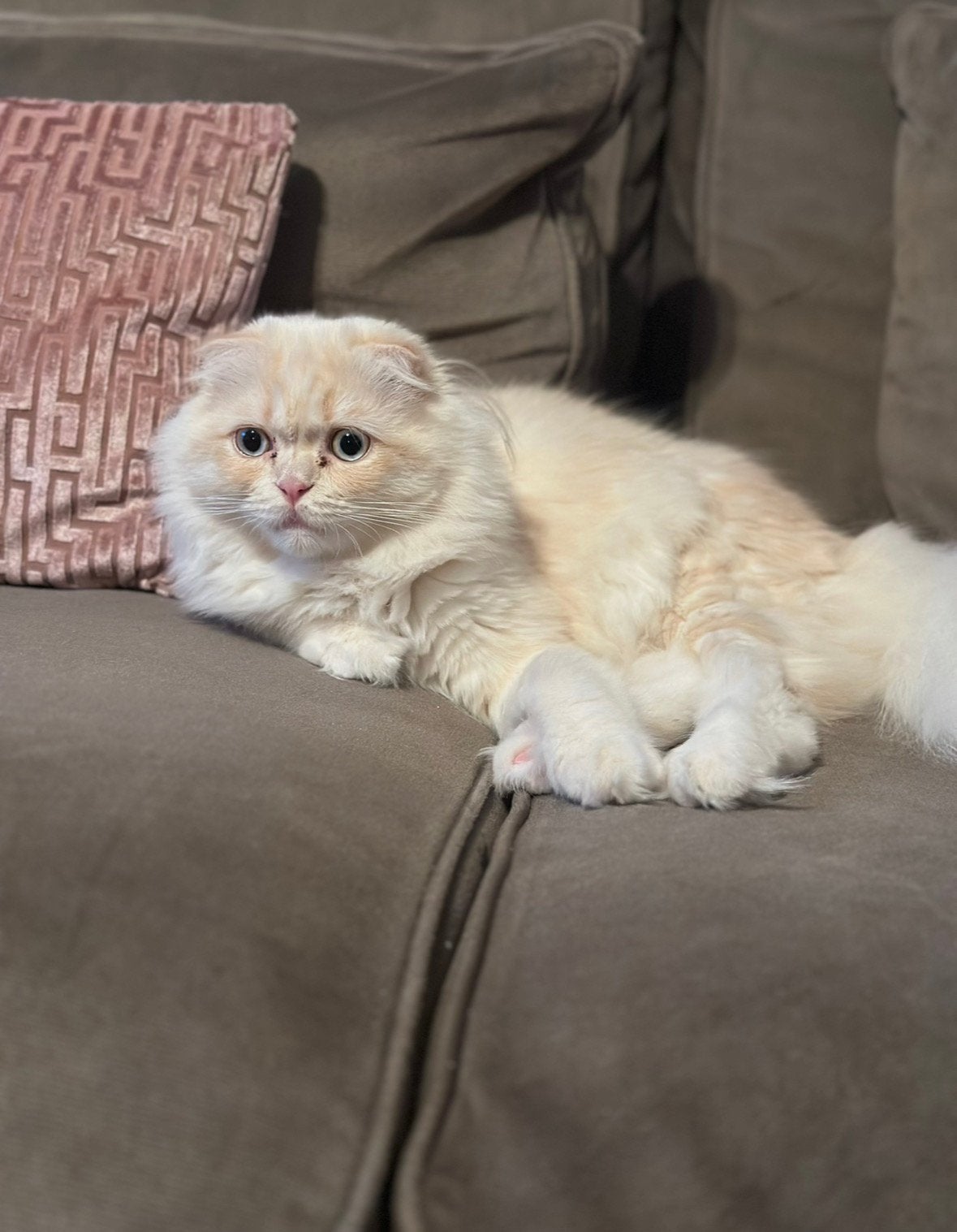 Lieve Scottish Fold Longhair zoekt een liefdevol thuis, Ophalen of Verzenden