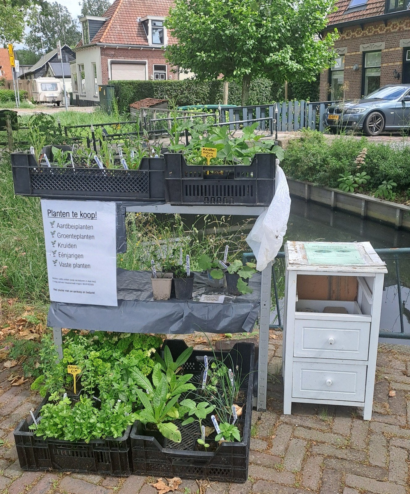 Veel soorten planten, kruiden, aardbeien, Ophalen of Verzenden, Bodembedekkers, Volle zon