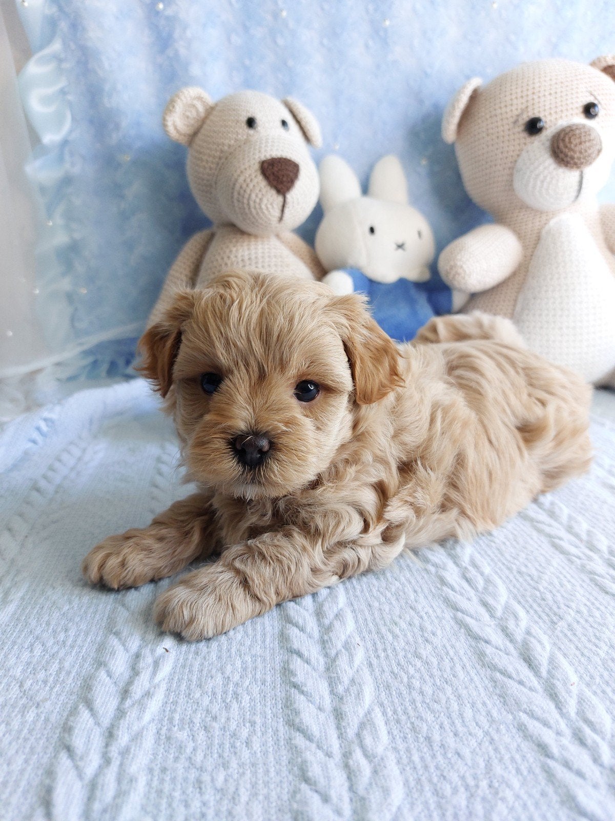 mini maltipoo reutje, Parvo, 8 tot 15 weken, Eén hond, Nederland
