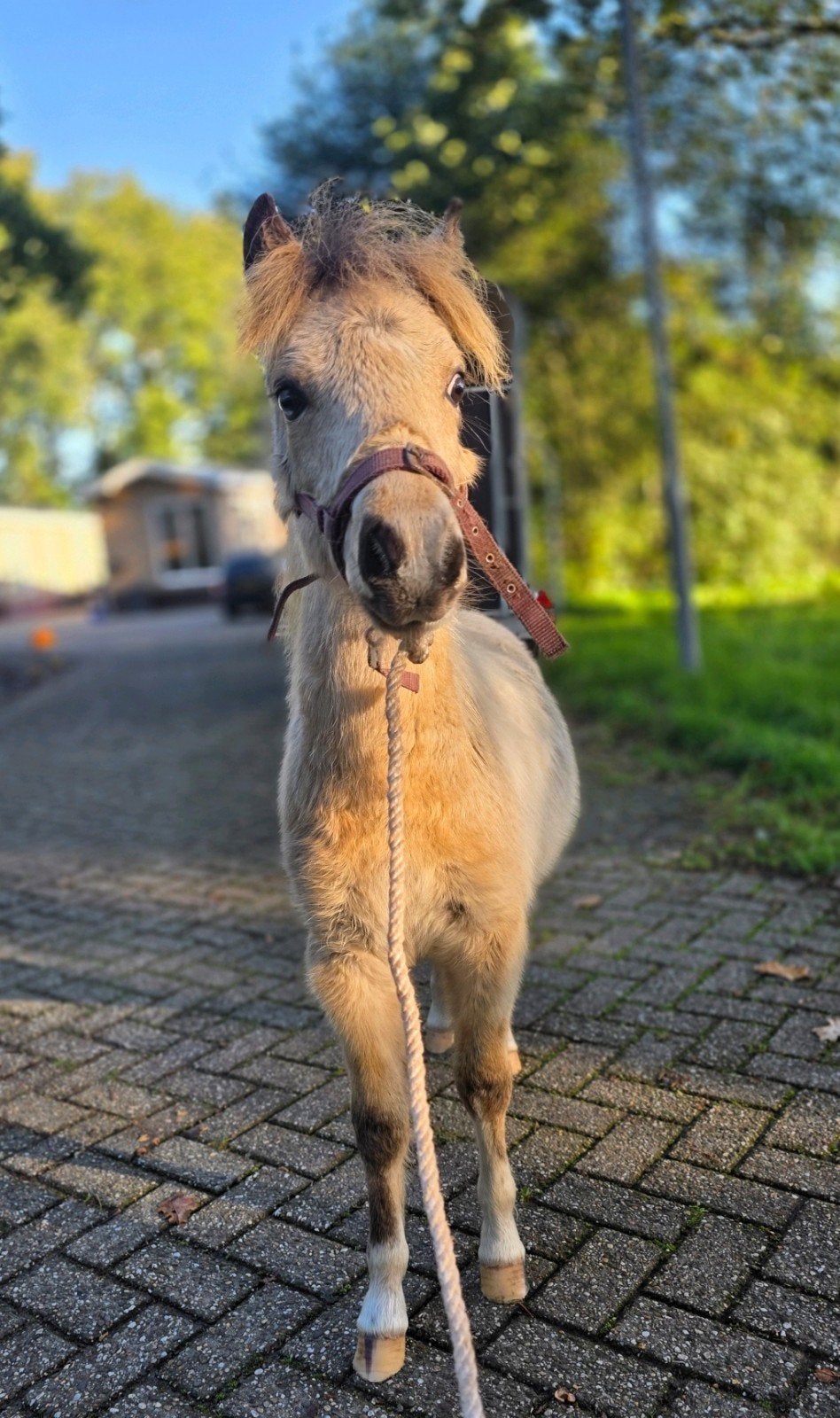 Prachtig valkbonte nmprs kruising hengstveulen!!💙, Gechipt, Niet van toepassing, 0 tot 2 jaar, Hengst
