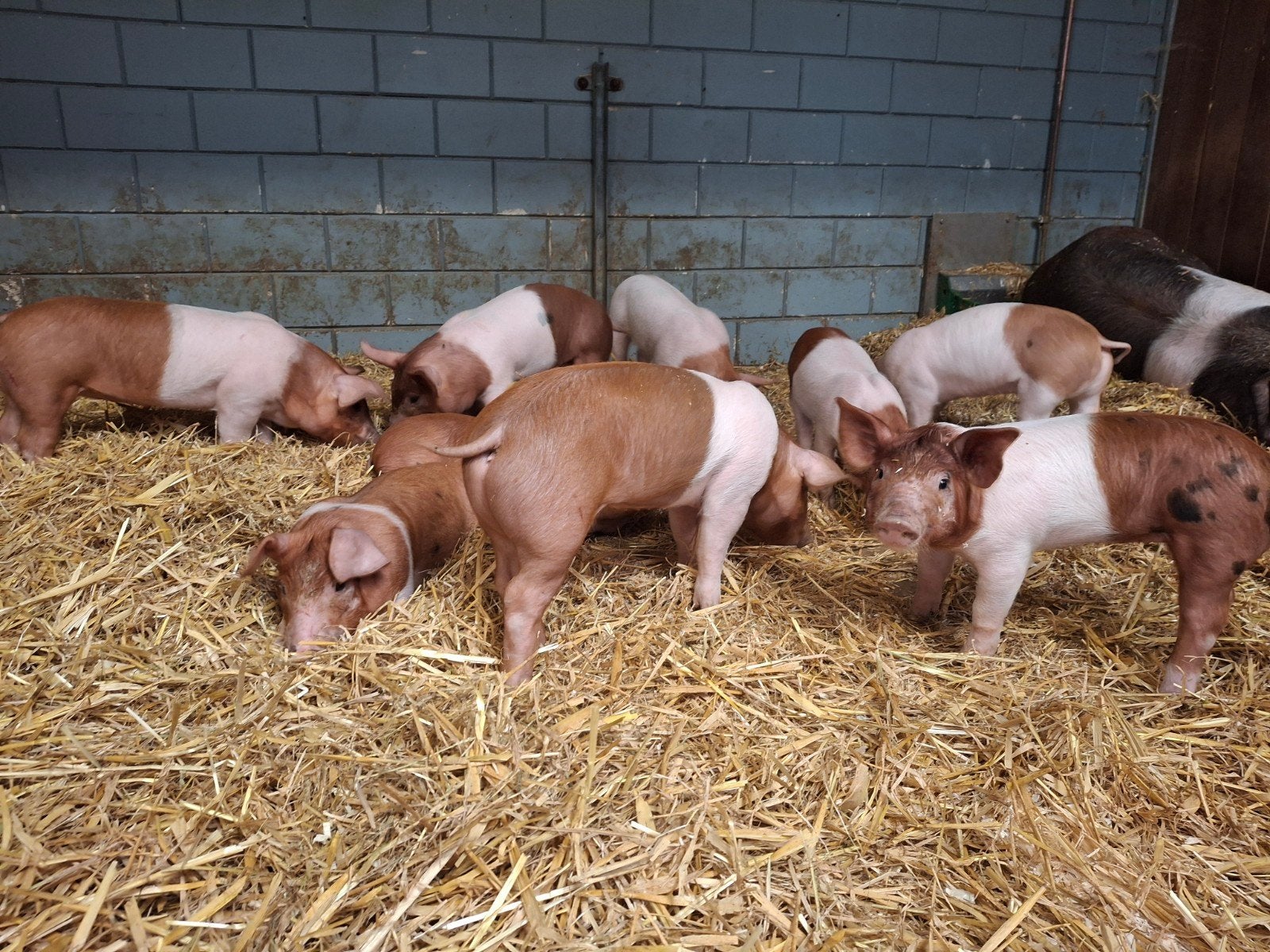 Biggen, Meerdere dieren, Varken, 0 tot 2 jaar