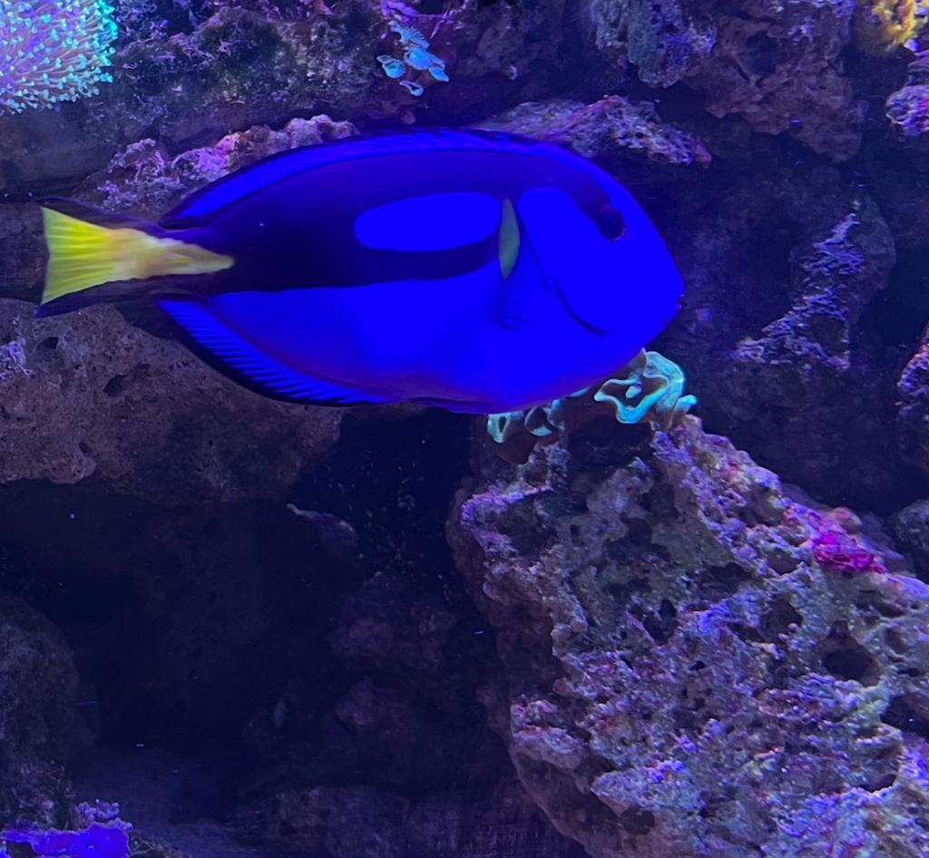 Picasso doktersvis dory zeewater mag ook ruilen, Dieren en Toebehoren, Vis