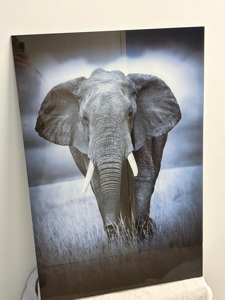 Glazen schilderij olifant 90x60 cm, Ophalen, Nieuw, Schilderij, 75 cm of meer