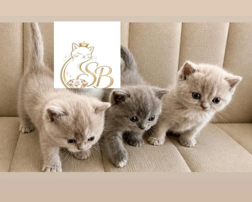 🌷Lente Kittens **Beschikbaar**., Geslacht onbekend, Met stamboom