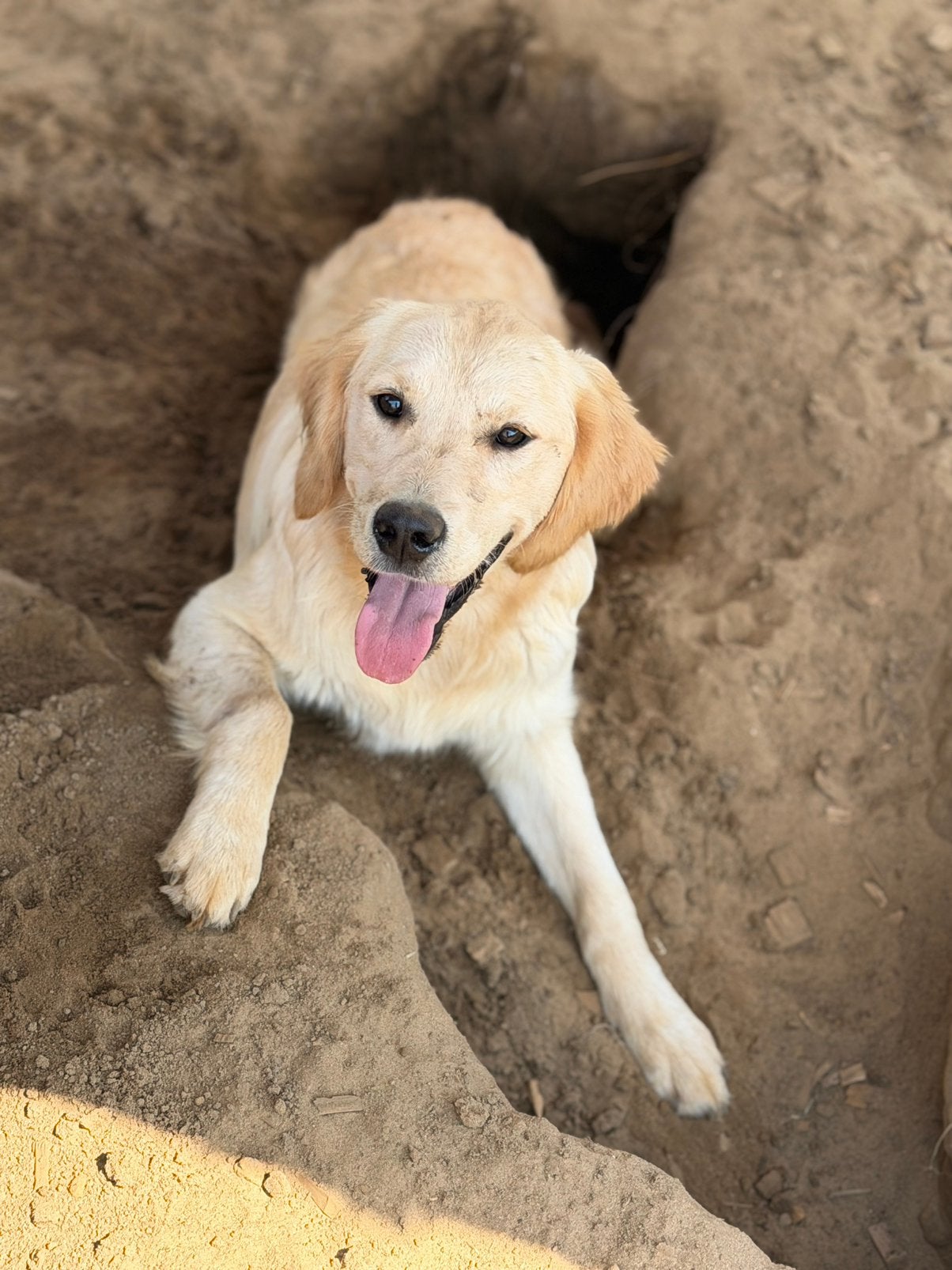 Golden retriever teefje, 8 tot 15 weken, Teef, Eén hond, Parvo