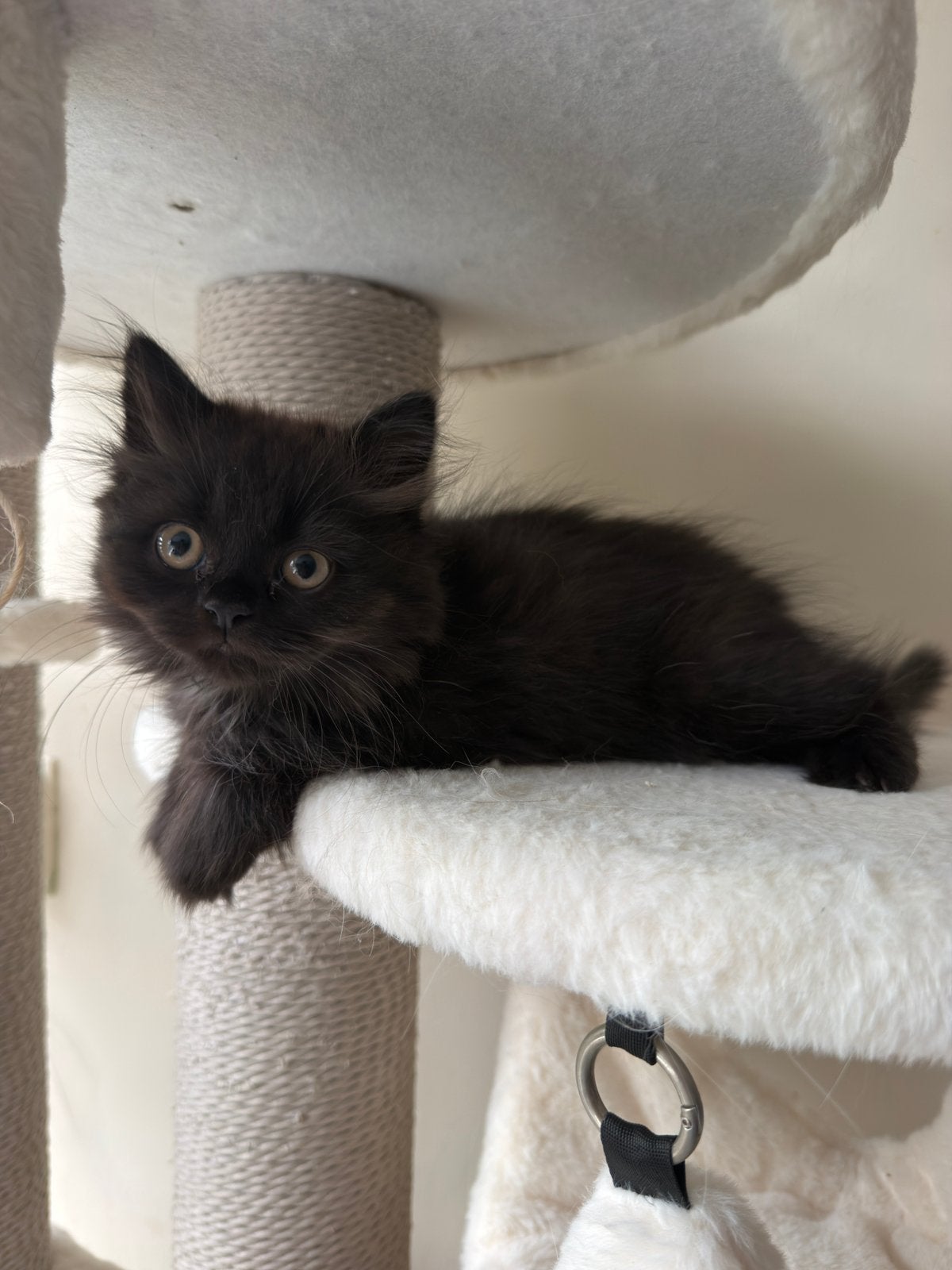 Britse langhaar kitten chocolate  kater 11 weken oud, Dieren en Toebehoren, Kater, Langharig, 0 tot 2 jaar
