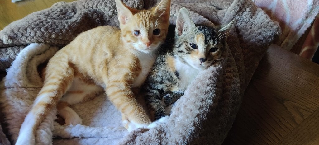 Europese korthaar kittens - twee poezen, Poes, Kortharig, 0 tot 2 jaar