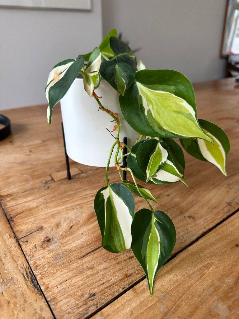 Philodendron, Huis en Inrichting, Kamerplanten, Minder dan 100 cm, Groene kamerplant, Groenteplant, Halfschaduw