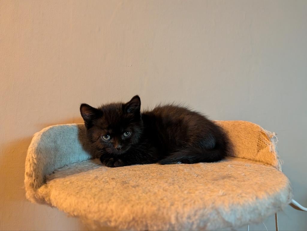 2 kittens Ragdoll/Britse korthaar zwart, Poes, 0 tot 2 jaar