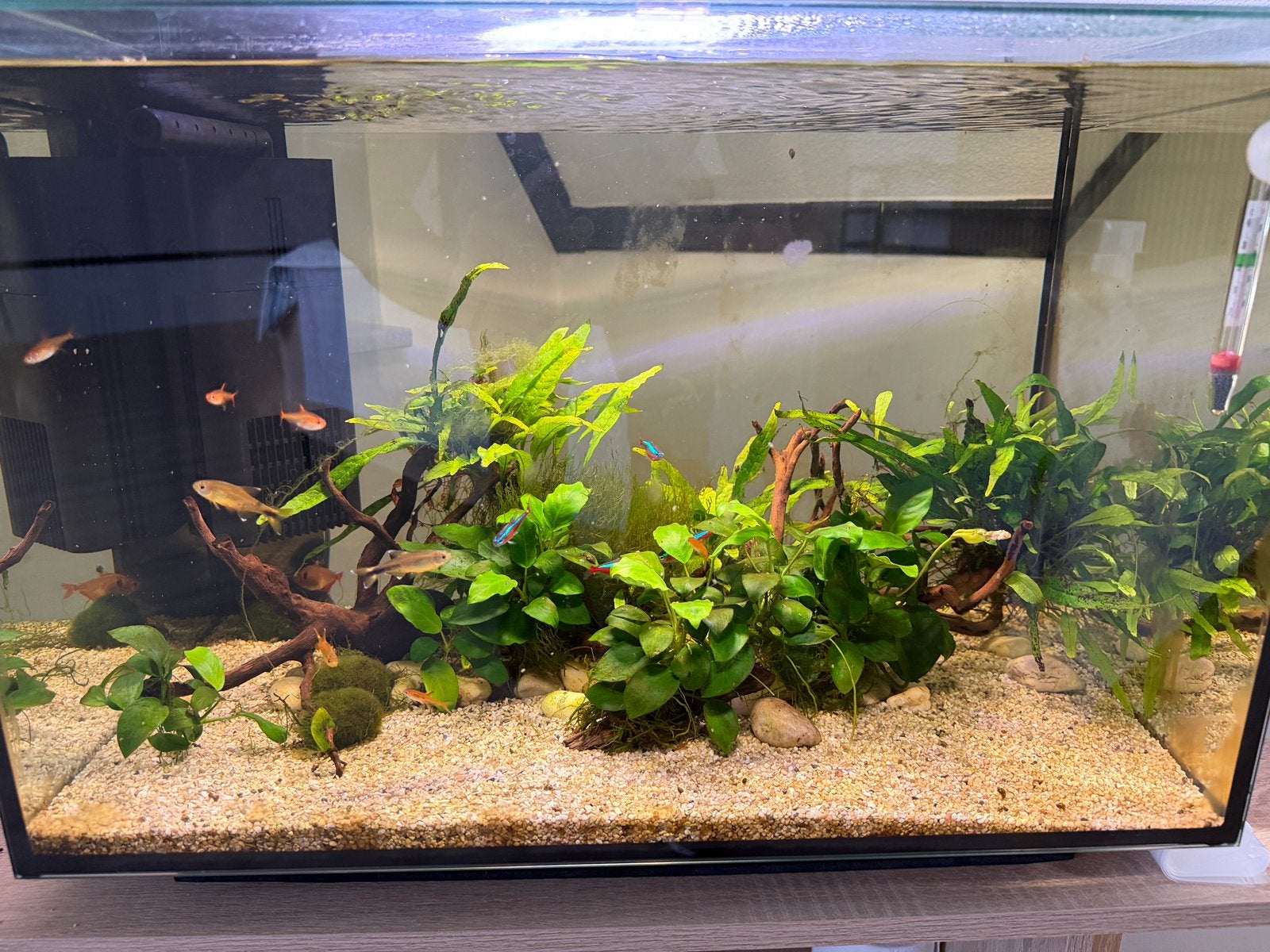 Superfish Quadro 70 pro - moet weg deze week!, Ophalen, Gebruikt, Gevuld zoetwateraquarium, Inclusief controller