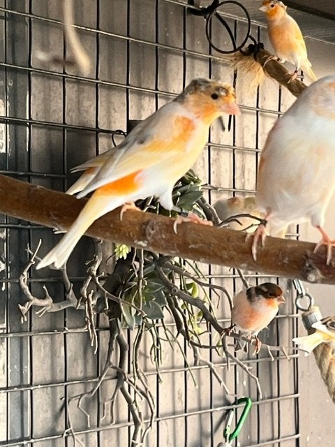 Jonge kuif harlekijn man 2026, Dieren en Toebehoren, Mannelijk, Kleurkanarie
