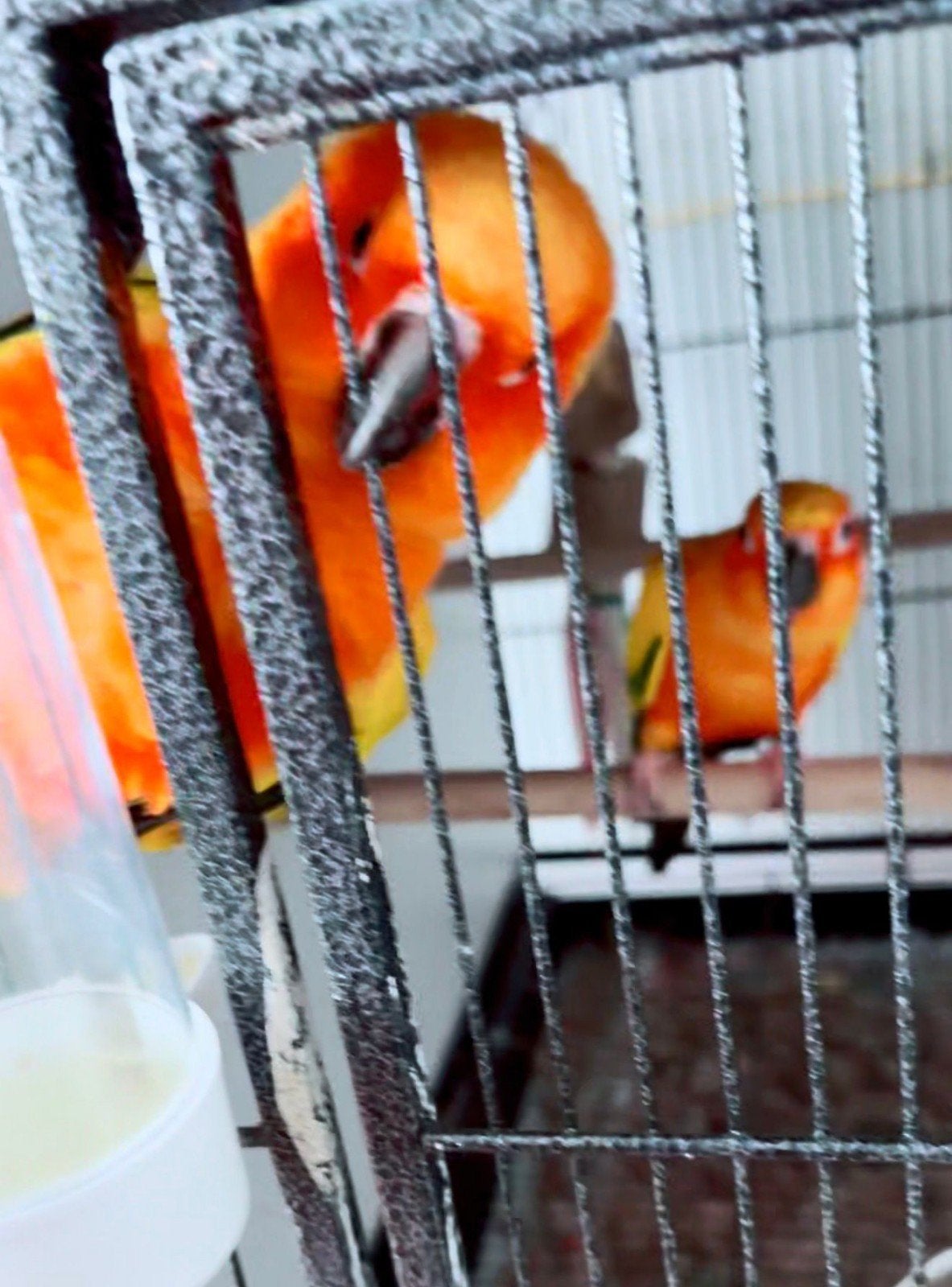 KopKap - Dé veilige app voor huisdieren! (Met Live, Video’s, Geslacht onbekend, Dwergpapegaai of Agapornis