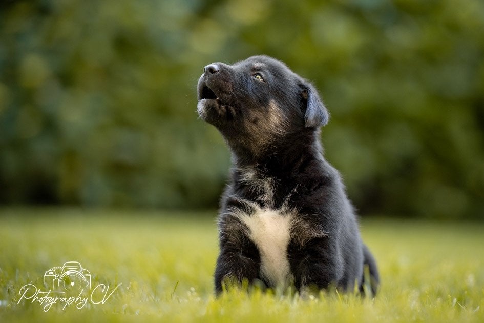 Huskador pupjes (Labrador x Husky), 8 tot 15 weken, Labrador retriever, Meerdere, Meerdere dieren