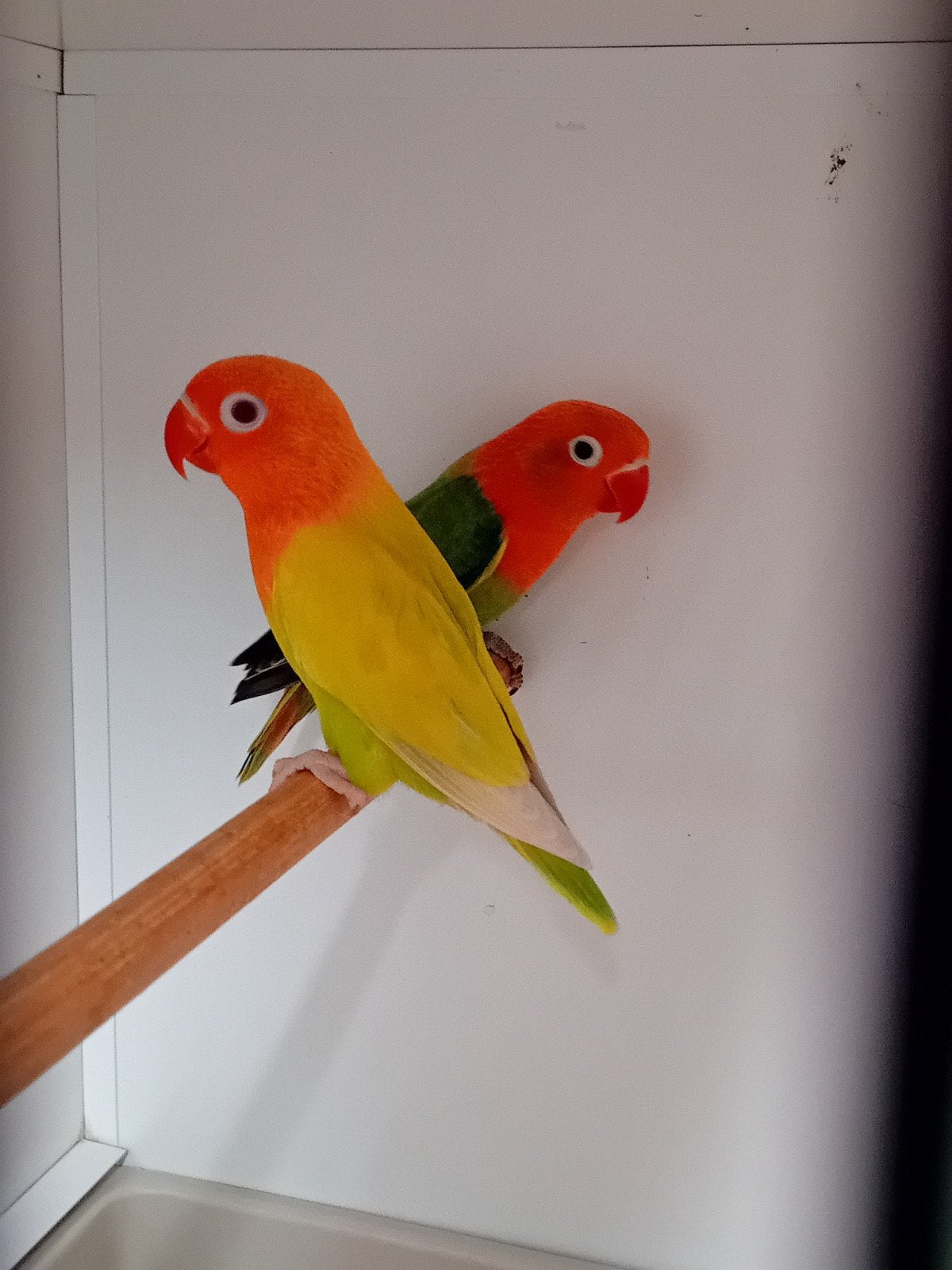 opaline split pale fallow, Meerdere dieren, Parkiet
