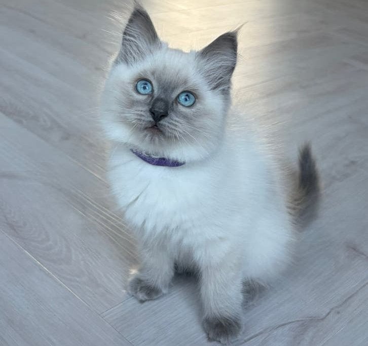 Prachtig Ragdoll katertje | Klaar voor een nieuw thuis, Kater, Ontwormd, 0 tot 2 jaar