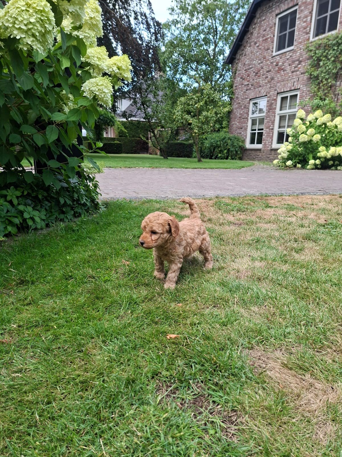 toypoedel pups (mogen direct mee), Overige rassen, 8 tot 15 weken, Meerdere, Meerdere dieren