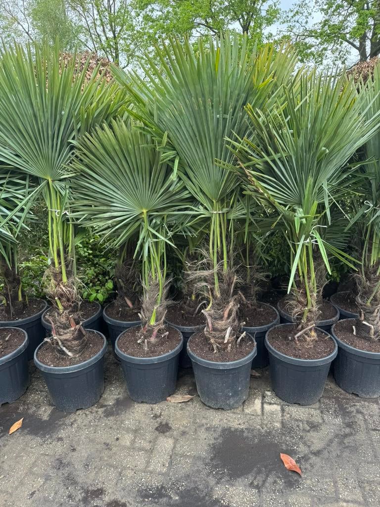 Trachycarpus Fortunei (Hennep Palm) - Winterharde Palmboom, Overige soorten, Volle zon, Vaste plant, Ophalen of Verzenden
