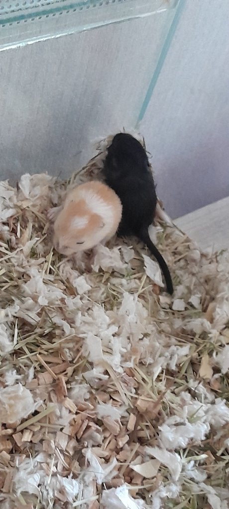 Gerbil pups, Mei, Meerdere dieren, Overige typen, Tam