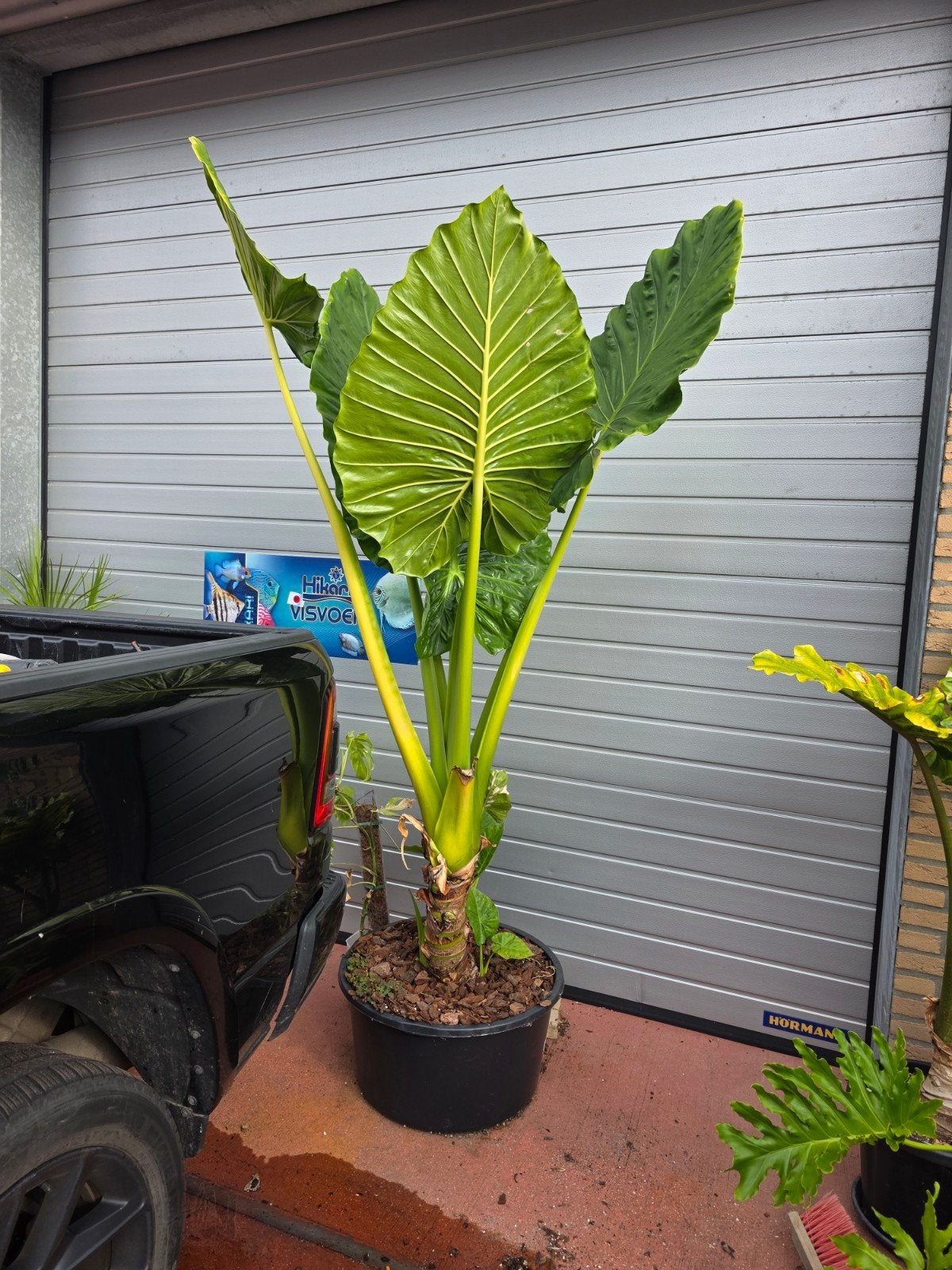 alocasia gigantea (olifantsoor), Huis en Inrichting, Ophalen, In pot, Minder dan 100 cm, Bloeiende kamerplant