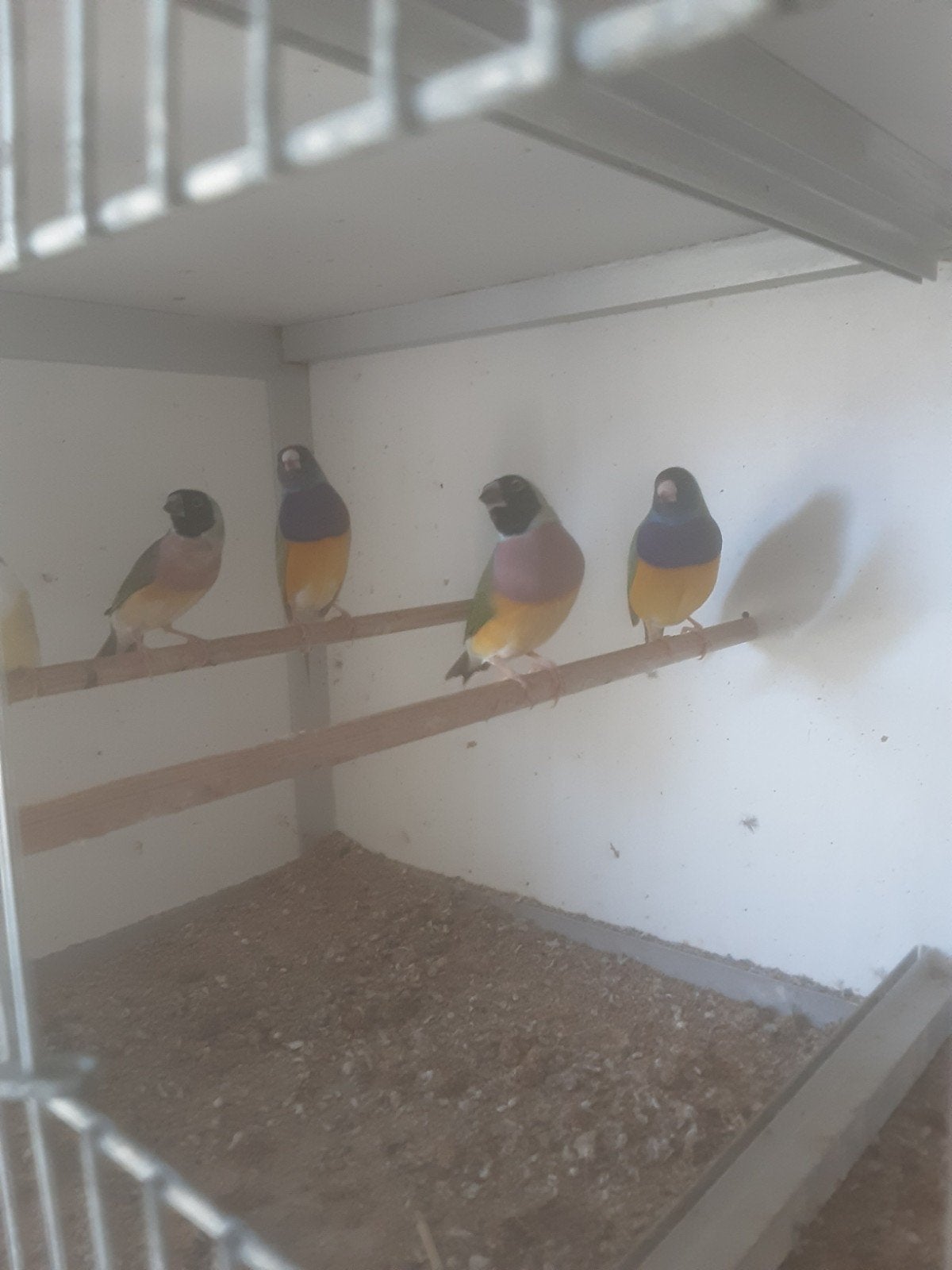 Goldamandine wildkleur, Meerdere dieren, Kleurkanarie