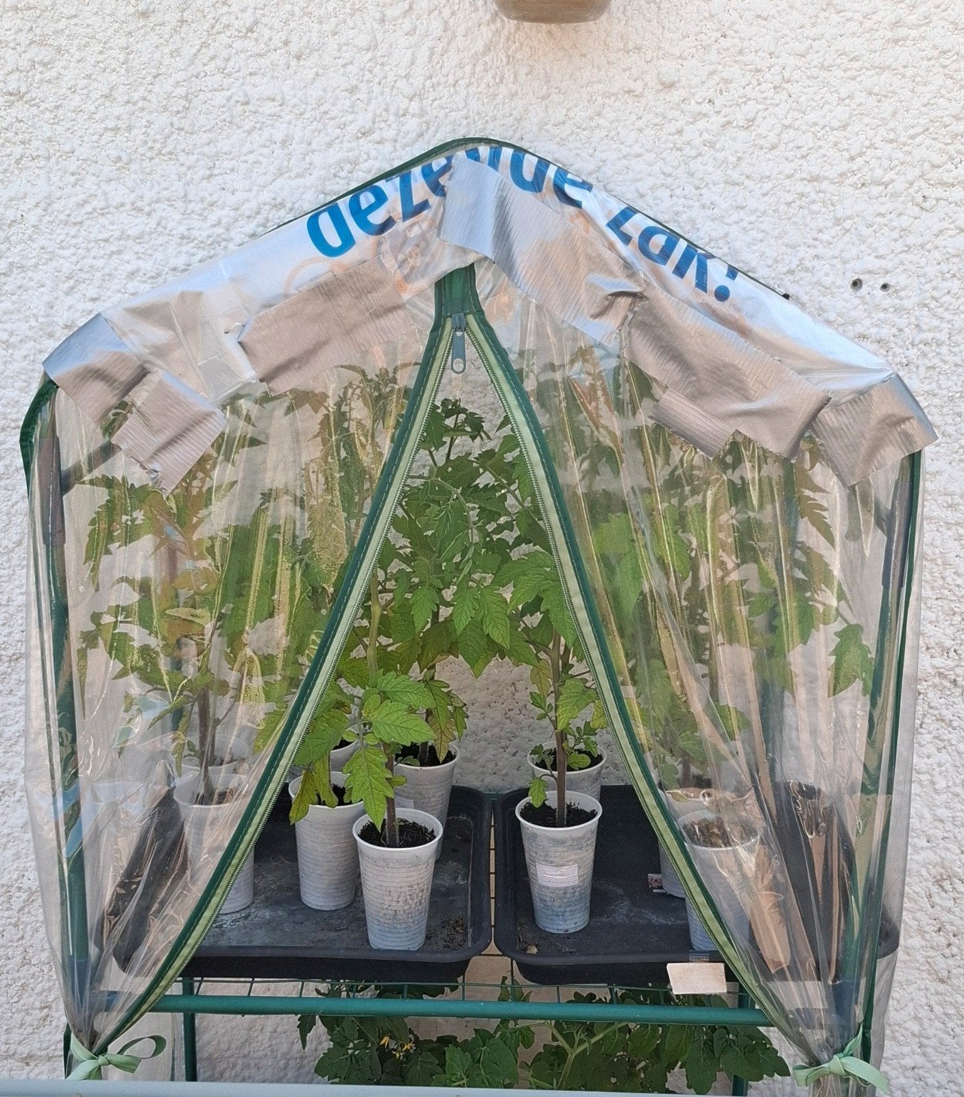 Planten, Ophalen, Eenjarig, Groenteplanten, Volle zon
