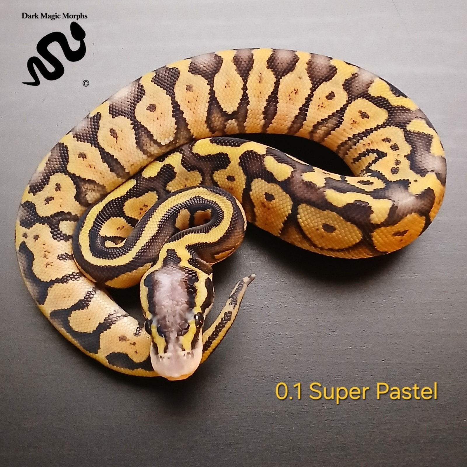 Super Pastel Python regius – 2.2 Ball Python - male for sale from Marten