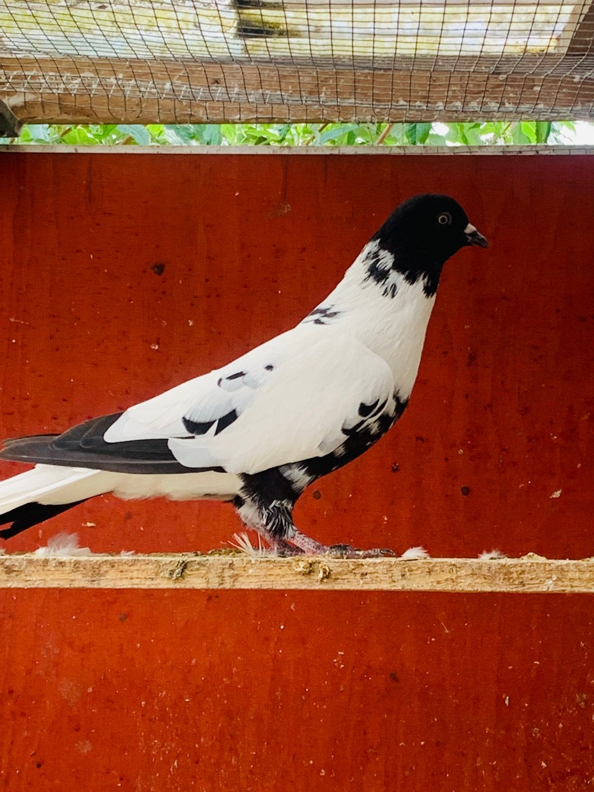 Afghans duiven te koop, Meerdere dieren, Overige soorten