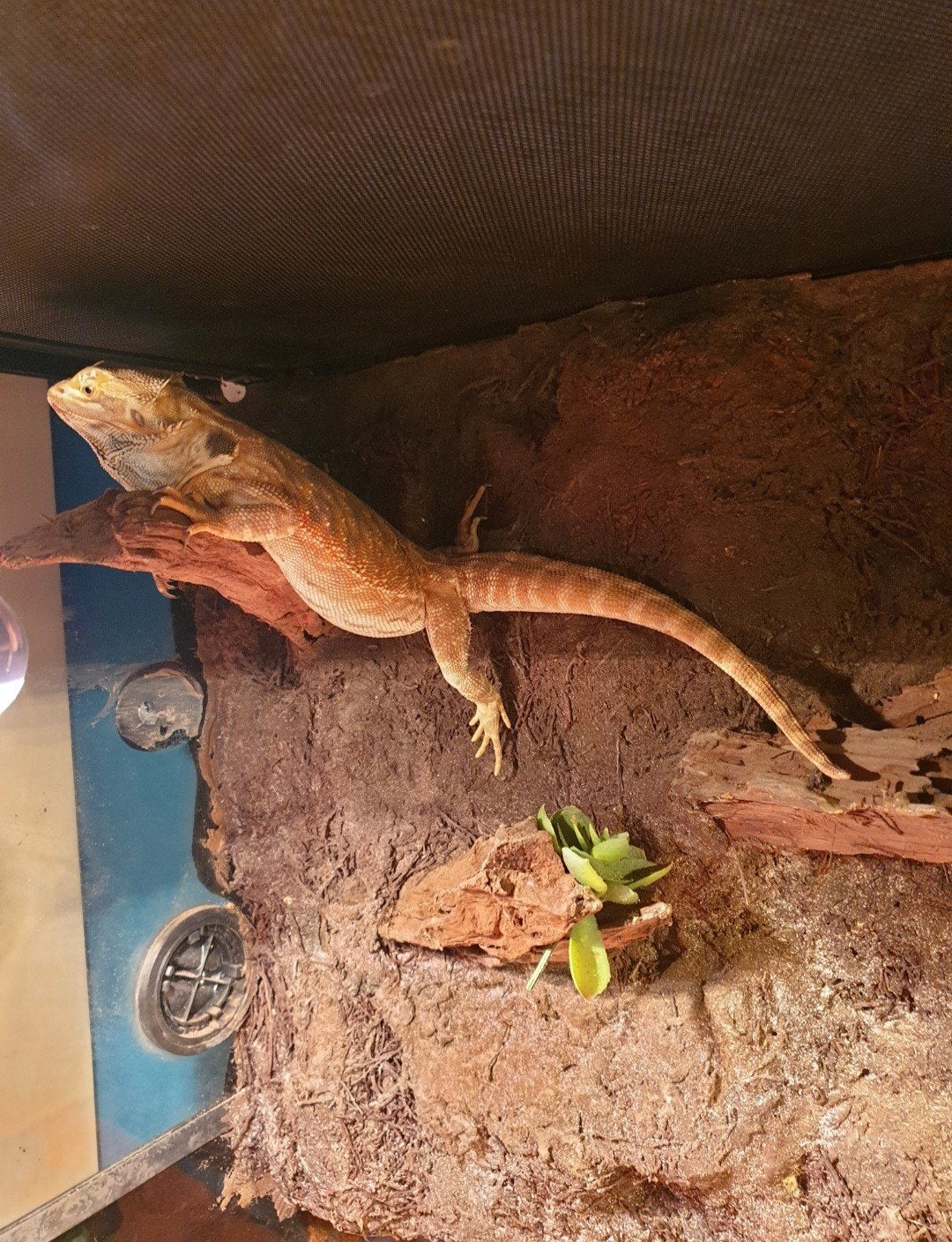 Baardagame met terrarium, Dieren en Toebehoren, Hagedis, Met terrarium, 7 tot 10 jaar