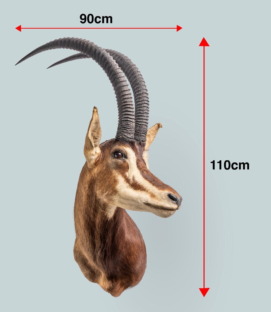 Opgezette Sable Antilope Kop - Goede Staat, Ophalen, Gebruikt, Wild dier, Opgezet dier