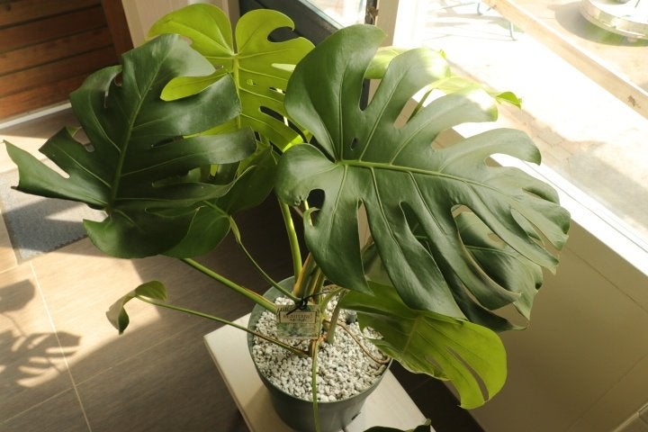 monstera, Huis en Inrichting, Kamerplanten, Ophalen, Overige soorten, Halfschaduw, In pot