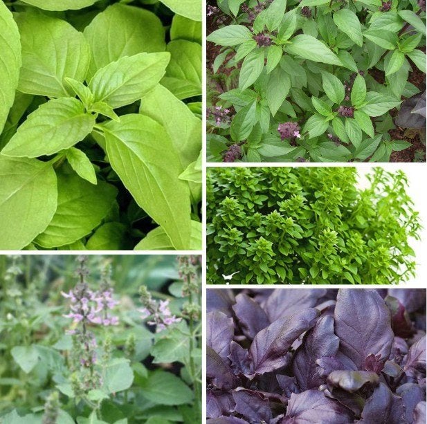 Basilicum zaden, Tuin en Terras, Verzenden, Zaad